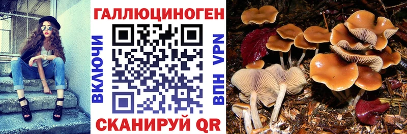 наркошоп  Подпорожье  Псилоцибиновые грибы MAGIC MUSHROOMS 